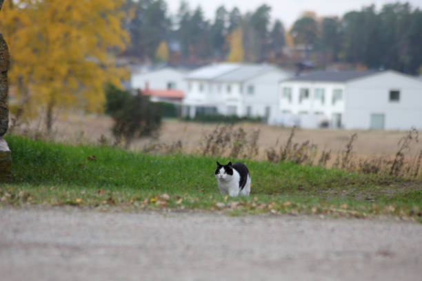 A black and white cat out for a stroll