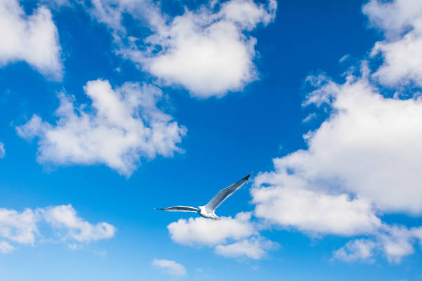 Flying birds.