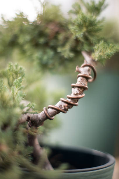 Japanese pine tree, black pine Pinus thunbergii branches and needles isolated on cloudy blue sky background