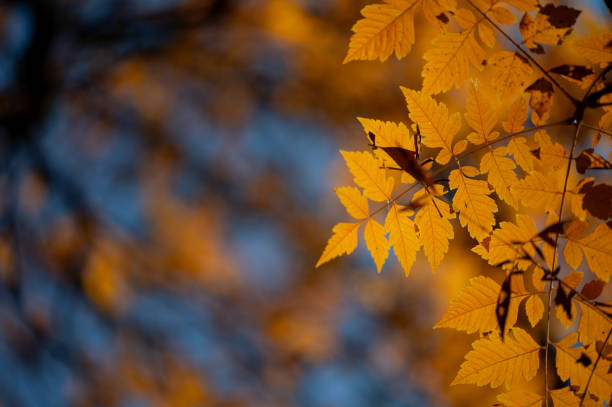 istock Bright autumn leaves against blue sky 2182609185