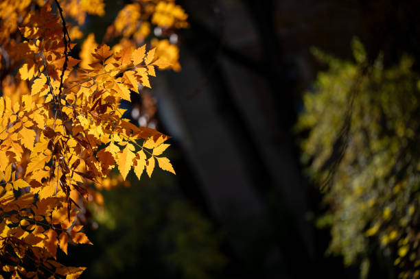 A close-up of vibrant orange autumn leaves set against a clear blue sky. The contrast between the warm foliage and cool background captures the essence of fall in nature.