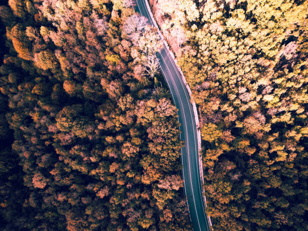 istock bird eye view of road in forest with autumn pattern 2182609449