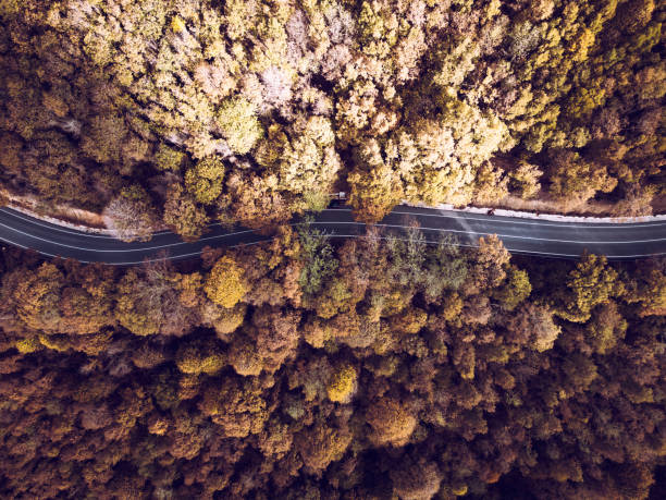 istock bird eye view of road in forest with autumn pattern 2182609454