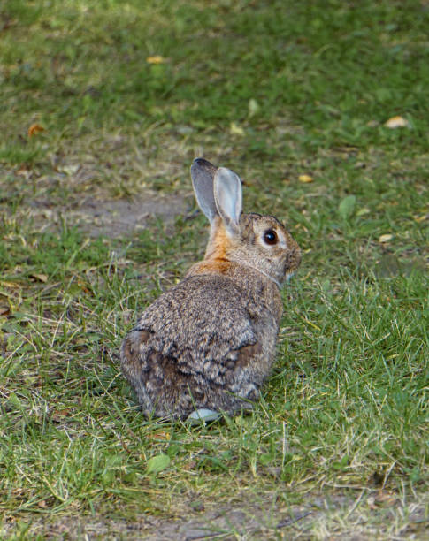 A wild baby rabbit