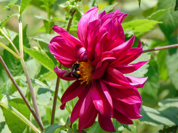 istock Bee Suckling Nectarine in Healthy Ecosystem 2182610315