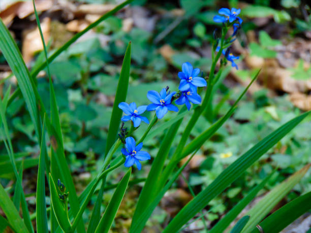 Blue Sisyrinchium Angustifolium