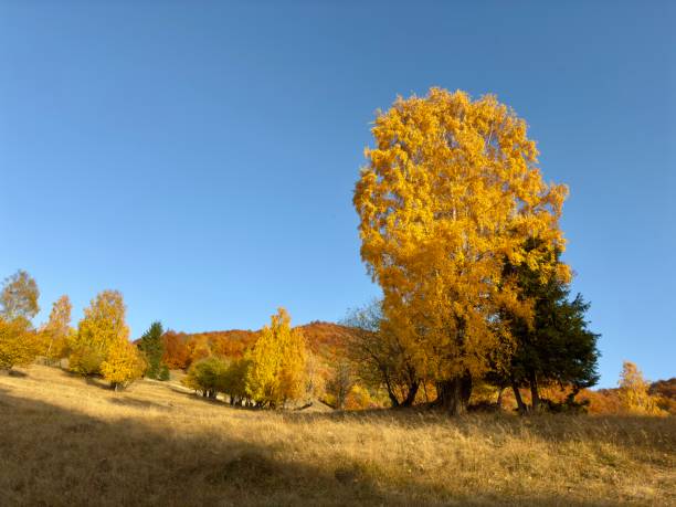 istock Beautiful autumn colors 2182611294