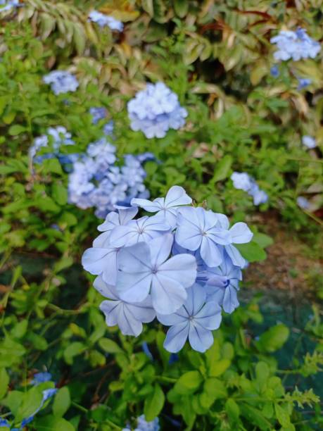 istock Beautiful fresh flower bunch photography 2182611672