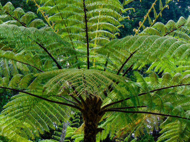 A close-up view of the Golden Chicken Fern (Cibotium barometz) in the tropical forest.