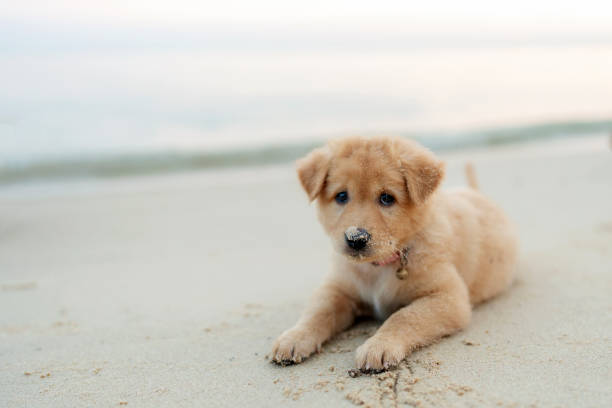 istock Adorable Fluffy Puppy Resting Peacefully on a Sandy Beach at Sunset, Embracing Relaxation and Freedom by the Coastline. Capturing the Playful Spirit and Joyful Expressions of a Young Dog Enjoying Summer Outdoors, with Waves, Sand, and Nature. 2182614149