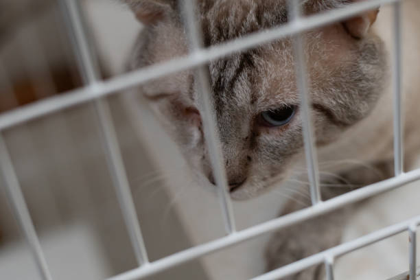 istock A cute stray cat that I rescued 2182614846