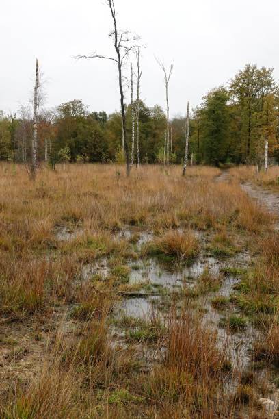 Wetland Landscape with Grassy Patches and Puddles