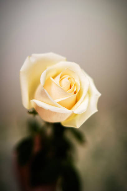 istock delicate cream rose graces the frame, embodying elegance and softness. Its gentle hues evoke serenity, inviting admiration for nature's artistry in subtlety 2182615696