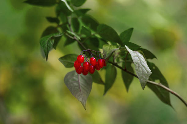 vibrant image showcasing ripe red nightshade berries against a lush green backdrop. The contrast highlights the berries' vivid color and evokes a sense of nature's hidden beauty