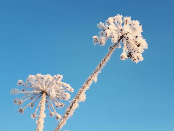 istock Plant and frost 2182617597