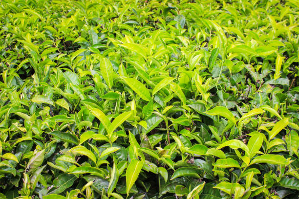 istock Tea plantations in Indonesia 2182619132