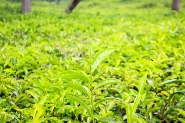 Green tea tree leaves field young tender bud herbal Green tea tree in camellia sinensis organic farm.
