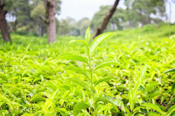 Green tea tree leaves field young tender bud herbal Green tea tree in camellia sinensis organic farm.