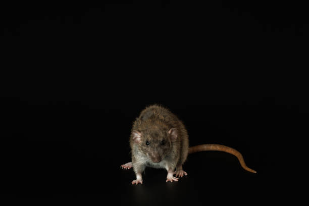 istock Rat isolated on black background. Pet mouse portrait close up 2182619626