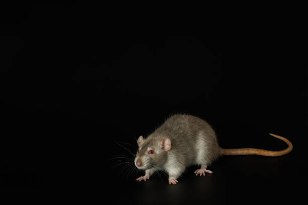 istock Rat isolated on black background. Pet mouse portrait close up 2182619646