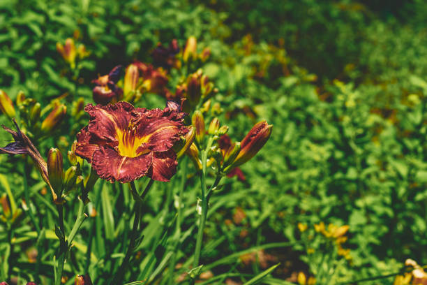 Nice orange red daylily Burgundy Love and fresh greenery in summer garden a lily that bears large yellow, red, or orange flowers. gardening, landscaping tao of herbs pictures stock pictures, royalty-free photos & images