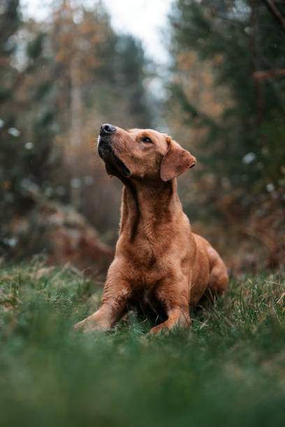 istock Brown dog, cute pet in a woodland forest setting 2182624059