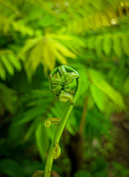 istock Close up of a fern leaf 2182624943