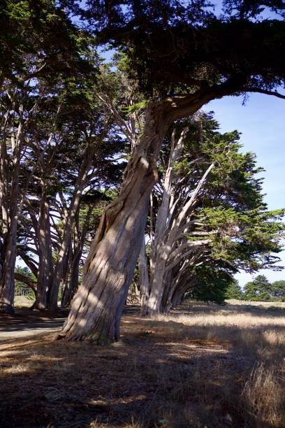 istock Majestic cypress trees along a rustic country road 2182625439