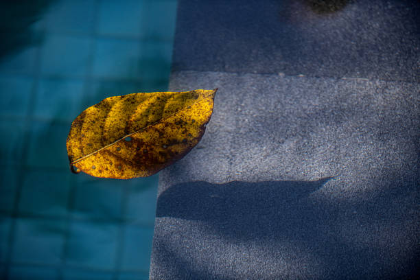 A yellow leaf floats in a pool as sunlight shimmers on he water.