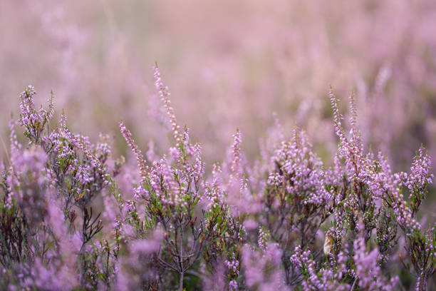 Purple heather flowers in the evening sun against a blurred background of heathland