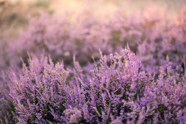 istock Heather flowers in the evening sun 2182626133