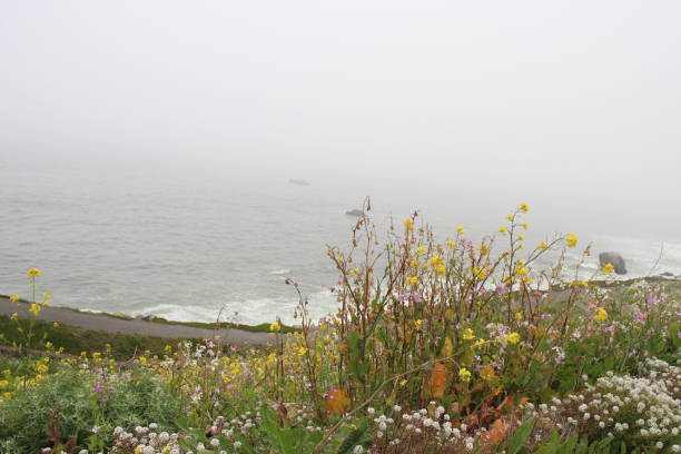 mussel rock park beach in daly city, im nebel, im vordergrund bunte blumen, im hintergrund die küste im nebel