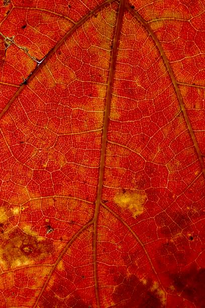 Close up of red leaf during autumn
