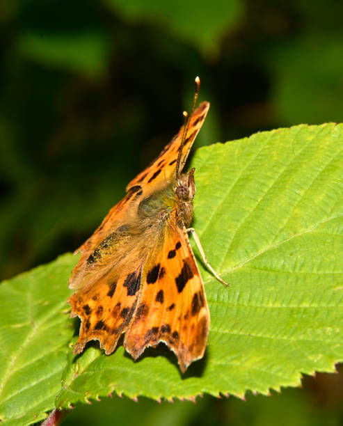 istock Comma butterfly, Polygonia c-album 1 2182628508