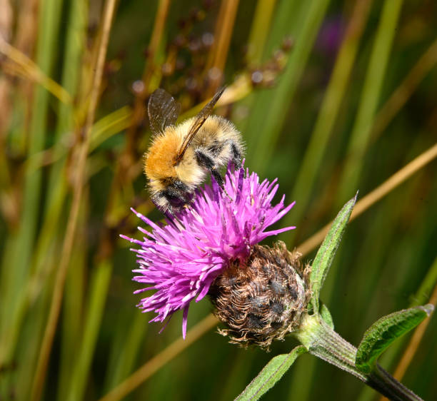 istock Common Carder Bee, Bombus pascuorum . 2182628510