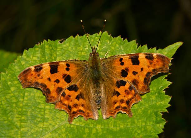 istock Comma butterfly, Polygonia c-album 2 2182628511