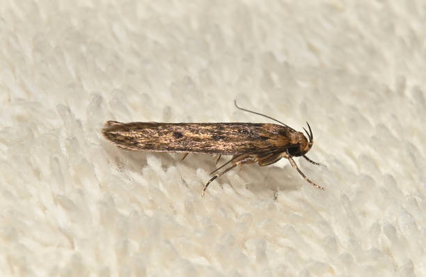istock Brown house moth, Hofmannophila pseudospretella 4. 2182628885
