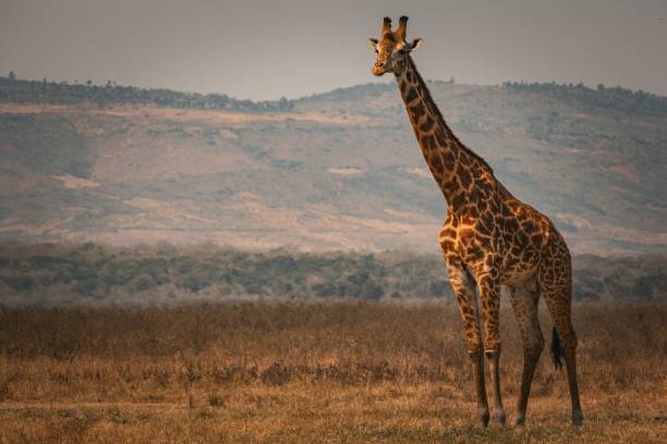 istock Giraffe roaming freely in Akagera National Park, Rwanda, under a clear sky 2182629264