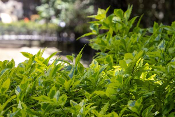istock Dense bush with small, green leaves with yellow edges. 2182631602