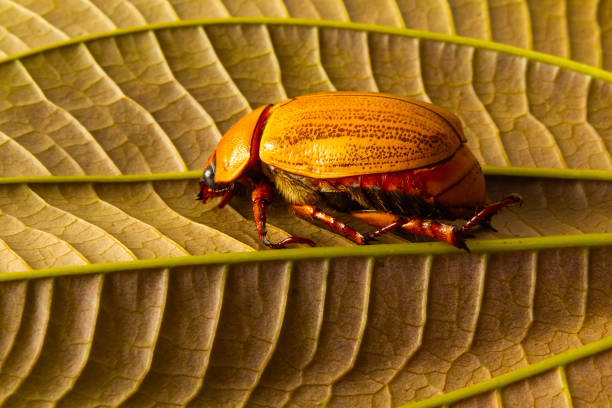 Goiania, Goias, Brazil – November 2, 2024:  A beetle on a leaf with prominent veins.