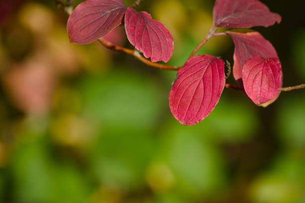 twig with the red autumn leaves close-up