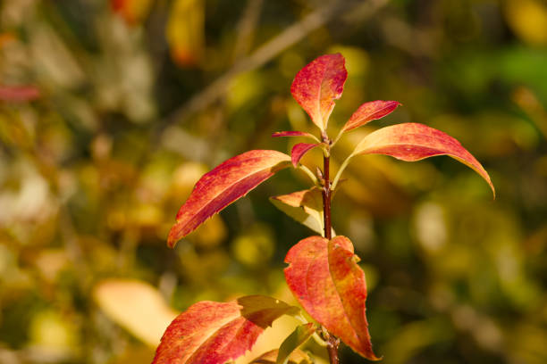 istock a twig with the red autumn leaves close-up 2182634797