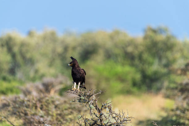 istock Long-crested eagle in Lake Nakuru national park 2182637295