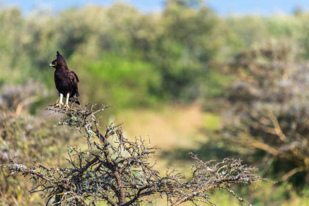 istock Long-crested eagle in Lake Nakuru national park 2182637301