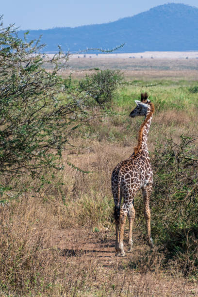 Close-up of Masai Giraffe - Giraffa tippelskirchi- feeding off acacia trees in the Serengeti, Tanzania