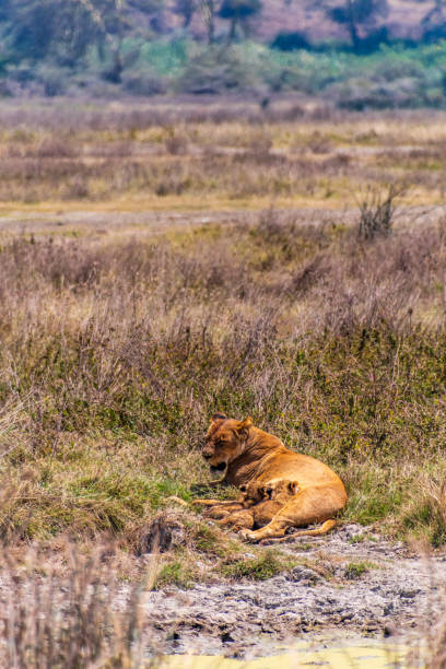 istock Lion Cubs in the Ngorogoro Crater 2182637452