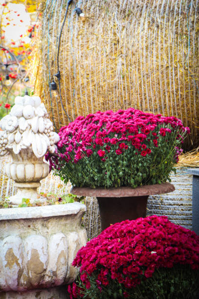 istock Flowers, hay and decorations 2182638906