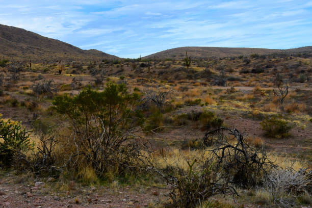 istock Salt River Recreation Area Arizona 2182639894