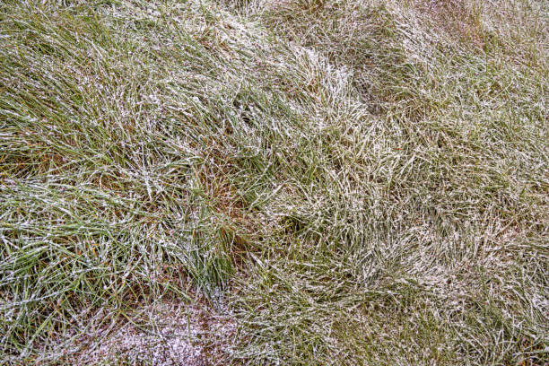 Grass covered with snow and ice in winter, frosts in nature with grass in the snow