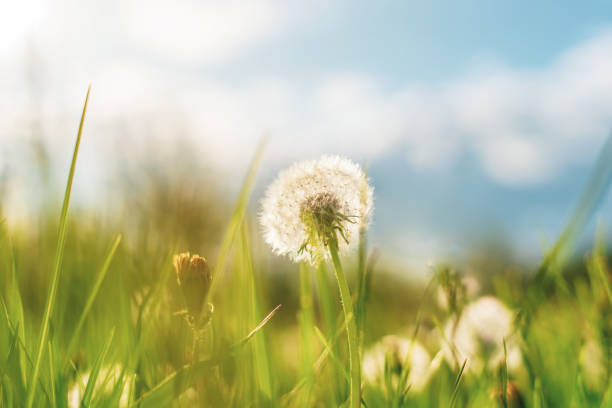 istock Dandelion in green grass in a field at sunset 2182640419